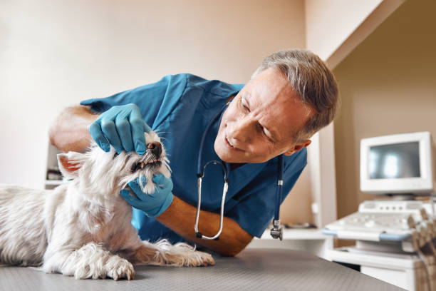 Best Pediatric Emergency Dentist in East Tawas, MI